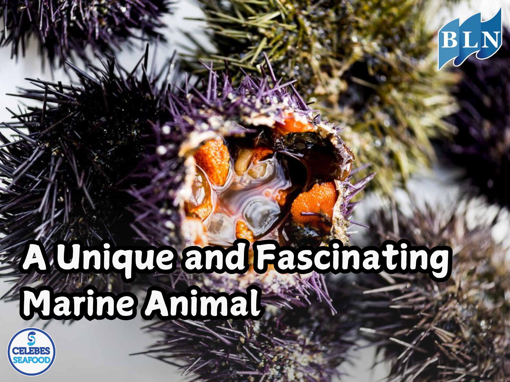 The Sea Urchin: A Unique and Fascinating Marine Animal